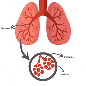 imagem de um pulmão, com setas identificando cada uma de suas estruturas: brônquios, bronquíolos e alvéolos.