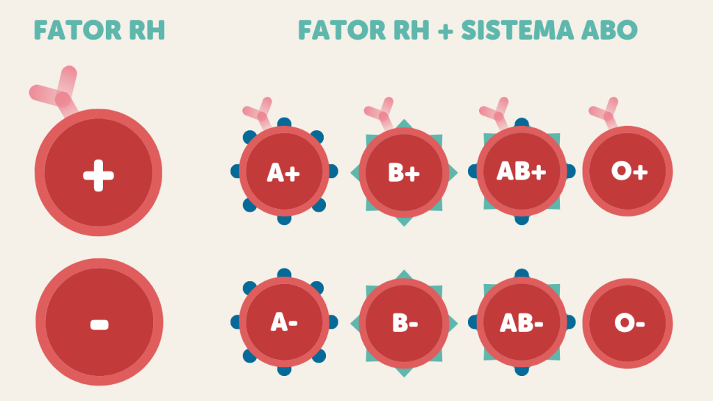 fator rh na gravidez